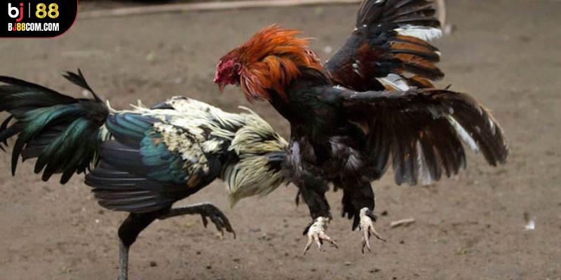 Đá Gà Thomo BJ88 - Trải Nghiệm Trận Đấu Kịch Tính Và Hồi Hộp - BJ88
