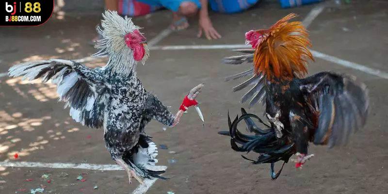 Đá Gà Cựa Dao BJ88 - Mãn Nhãn Với các Trận Đấu Nảy Lửa - BJ88