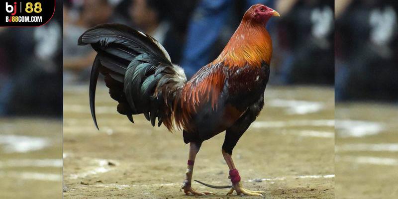 Đá Gà Cựa Dao BJ88 - Mãn Nhãn Với các Trận Đấu Nảy Lửa - BJ88