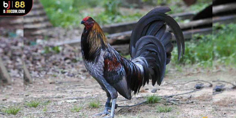 Đá Gà Cựa Dao BJ88 - Mãn Nhãn Với các Trận Đấu Nảy Lửa - BJ88