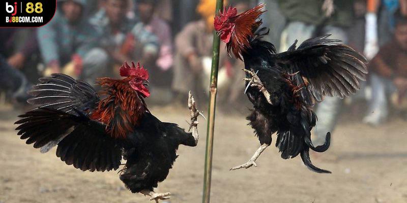 Đá Gà Cựa Dao BJ88 - Mãn Nhãn Với các Trận Đấu Nảy Lửa - BJ88