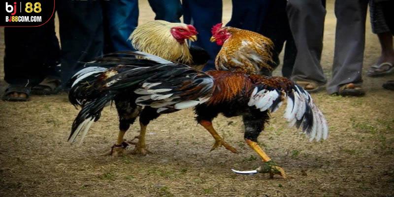 Đá Gà Cựa Sắt Bj88: Trải Nghiệm Khó Quên Với Mọi Dân Chơi - BJ88