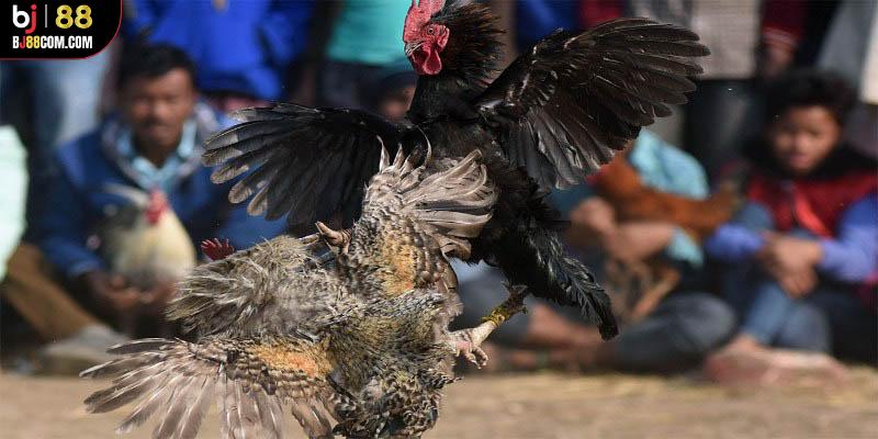Đá Gà Cựa Sắt Bj88: Trải Nghiệm Khó Quên Với Mọi Dân Chơi - BJ88