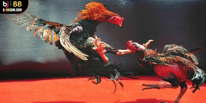Đá Gà Cựa Sắt Bj88: Trải Nghiệm Khó Quên Với Mọi Dân Chơi - BJ88