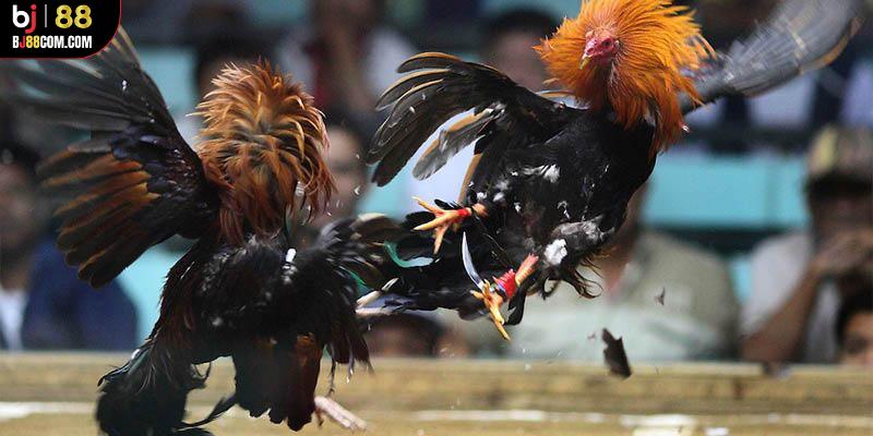 Đá Gà Thomo BJ88 - Trải Nghiệm Trận Đấu Kịch Tính Và Hồi Hộp - BJ88