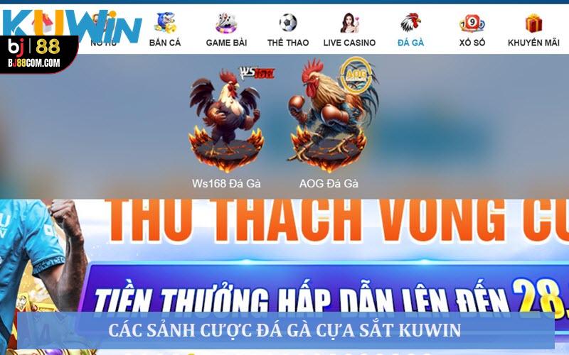 Đá Gà Cựa Sắt Kuwin - Mãn Nhãn Với Các Trận Đấu Máu Lửa