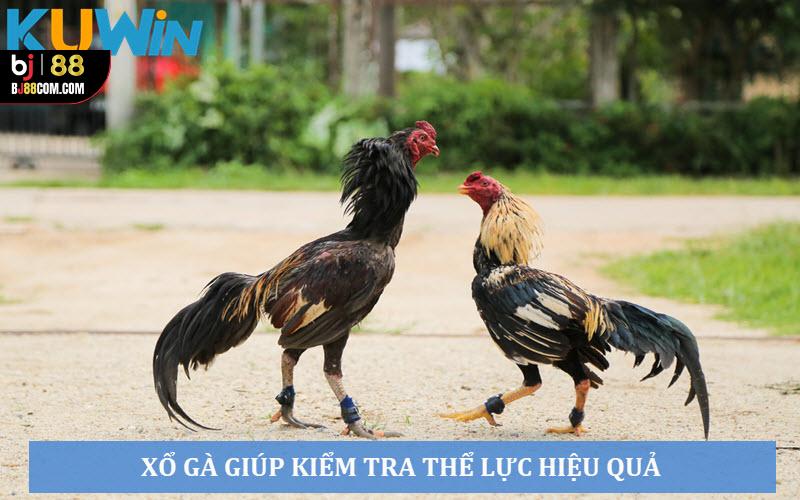 Đá Gà Xổ Là Gì? Bí Kíp Xổ Gà “Trăm Trận Trăm Thắng” - BJ88