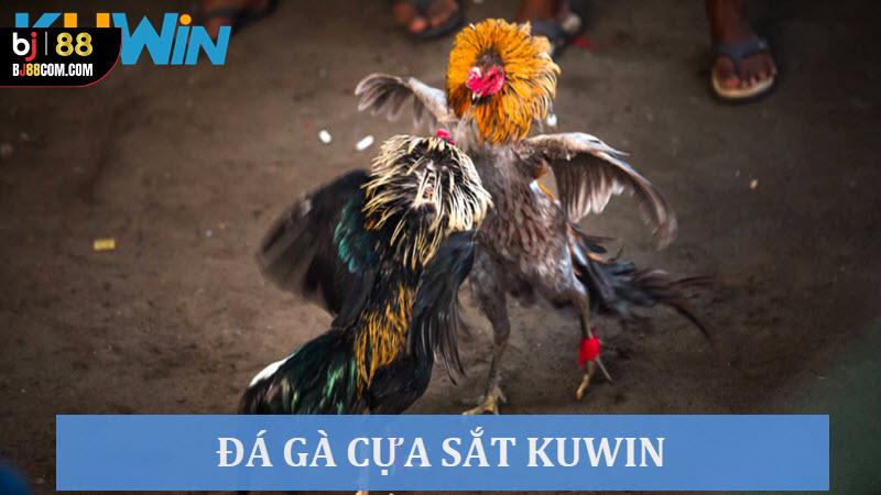 Đá Gà Cựa Sắt Kuwin - Mãn Nhãn Với Các Trận Đấu Máu Lửa