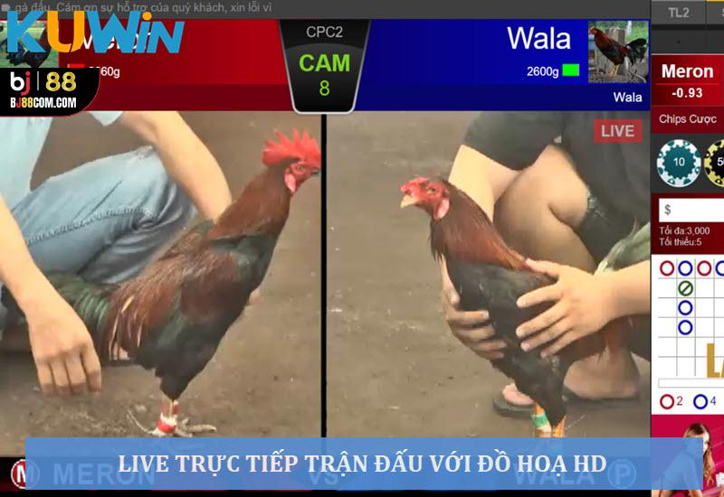 Đá Gà Cựa Sắt Kuwin - Mãn Nhãn Với Các Trận Đấu Máu Lửa