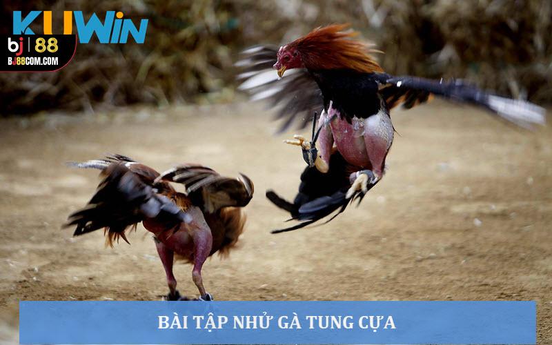Đá Gà Xổ Là Gì? Bí Kíp Xổ Gà “Trăm Trận Trăm Thắng” - BJ88