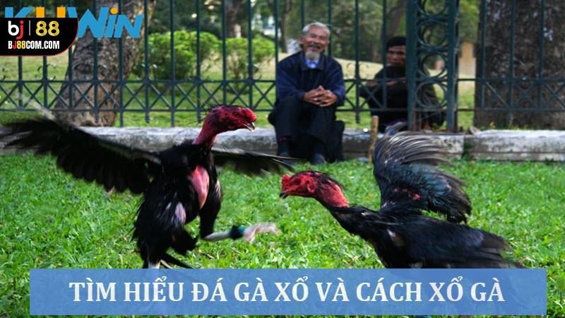 Đá Gà Xổ Là Gì? Bí Kíp Xổ Gà “Trăm Trận Trăm Thắng” - BJ88